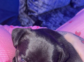 Pug crossed frenchi