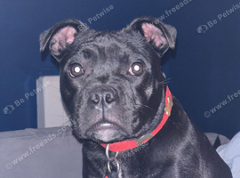 Staffordshire bull terrier pup