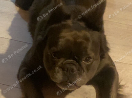 Beautiful fluffy frenchie