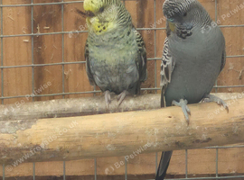 Black wing budgie pair