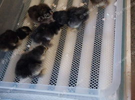 6 day old pekin bantams