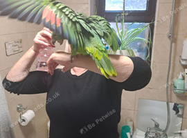 Blue fronted amazon