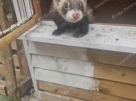 2 male ferrets plus cage