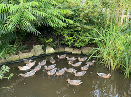 call ducks for sale