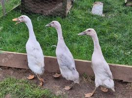 Runner Ducks x 3 Female