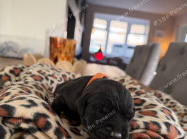 Black Labrador Puppies
