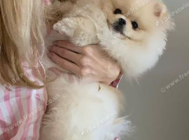 Extremely affectionate Teddy bear Pomeranian