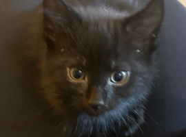Beautiful male black kitten &pound;70