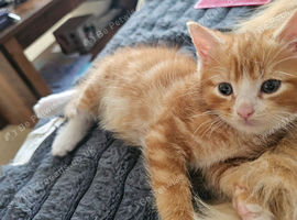 Kittens for sale