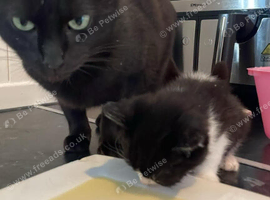 Beautiful female kitten for sale