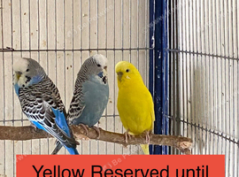 4 Budgies for sale