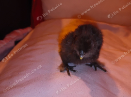 Silkie chicks