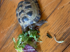 Horsfield Tortoise