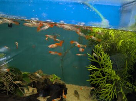 Redcap guppies