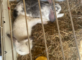 2 bunnies