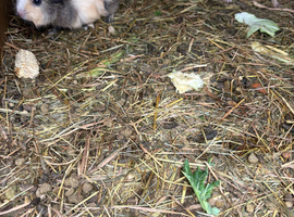 Ginuea pigs