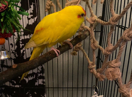 Female and male unrelated Kakariki