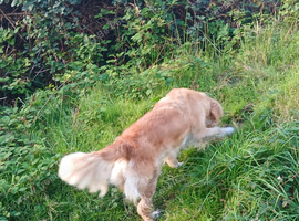 lovely Retriever bitch