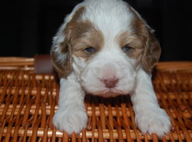 Cockapoo Puppies 2 Boys and 2 Girls Ready February