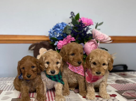 Gorgeous F1 family raised miniature cockapoo puppies for sale