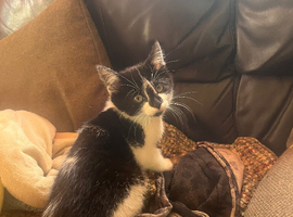 Kitten looking for its forever home
