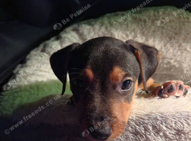 Marley