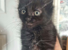 Kitten forsale