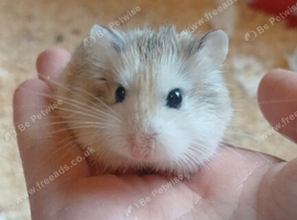 Male Russian Hamster & Cage