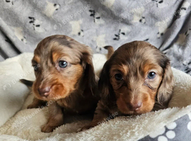 Beautiful  amazing fur babies
