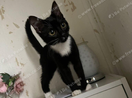 mix kittens new born 200 pounds  lluss 50 deposit