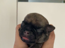 Jug Pup