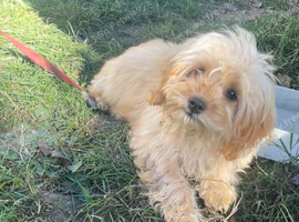 Beautiful cavapoo f1b pups ready to leave