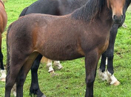 Wpcs registered yearling filly