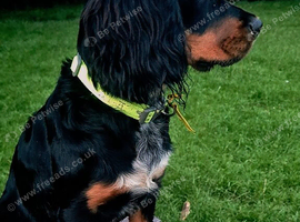 9 month old Cocker x Cavalier girl