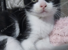Black & white fluffy male kitten
