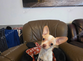 Chihuahuas for sale