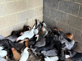 POL Pullets