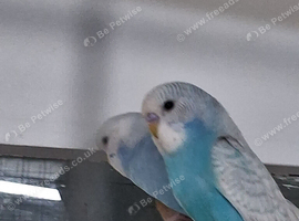 Budgie