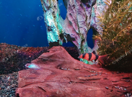 Group of tropical fishes