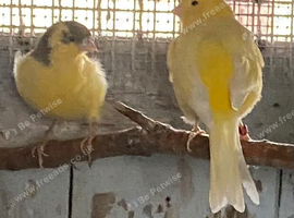 Breeding pair of canaries