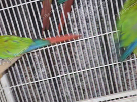 Conures x5