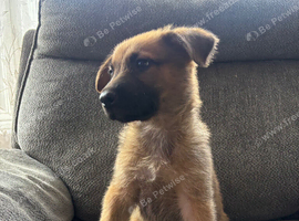 Beautiful Dutch Shepherd X German Shepherd