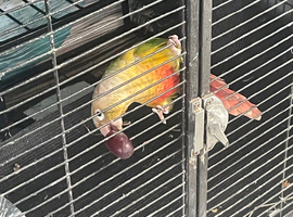 Beautiful Pineapple Green Cheek Conure for Sale