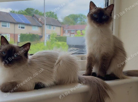 Female ragdoll sisters