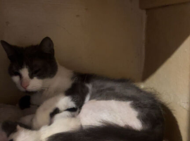 Kitten back up for rehoming due to being let down