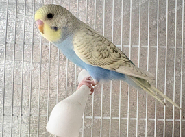 Baby budgies