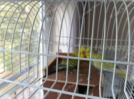 Budgies pair
