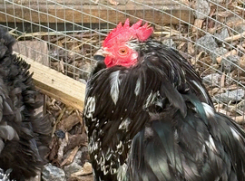 Lovely pair of black mottled pekins 1 cockerel and 1 hen great fertility