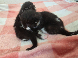 Two beautiful black and white boy kittens