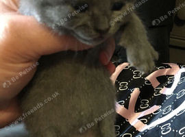 British shorthair x (only 2 kittens available)
